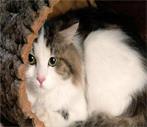 天津宠物美容培训机构解答猫是否真的怕黄瓜